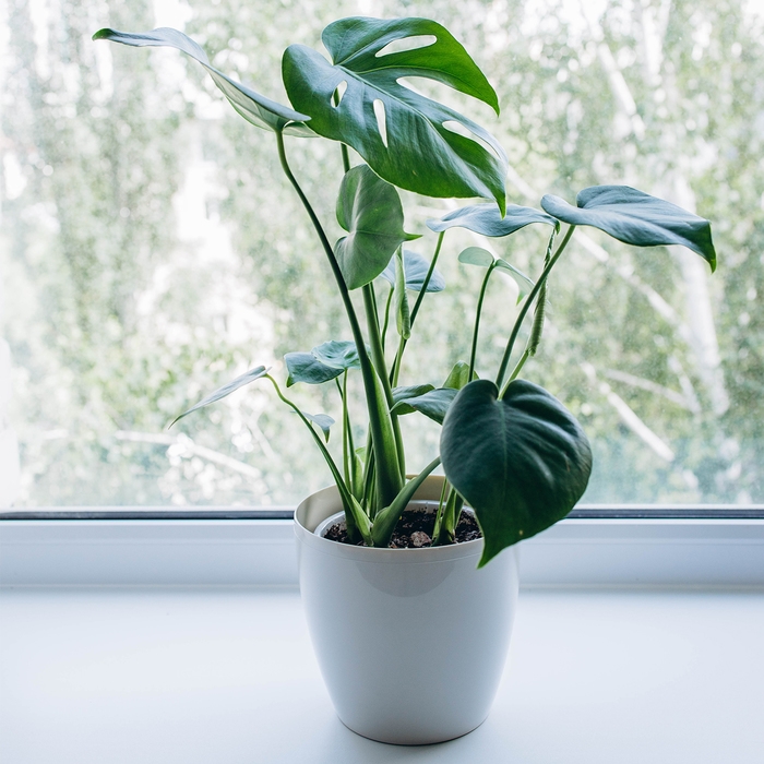 Горшок для цветов, d = 21 см, 5,2 л, пластик, бежевый