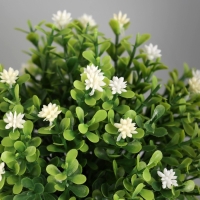 Бонсай в горшке "Цветочная симфония" 8х17 см, микс Бонсай в горшке "Цветочная симфония" 8х17 см, микс