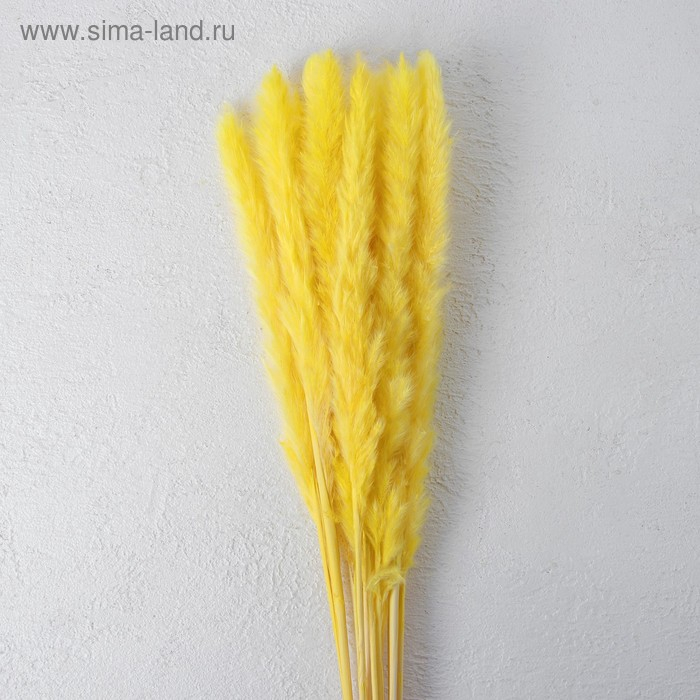 Сухоцвет «Камыш» набор 15 шт, цвет жёлтый Сухоцвет «Камыш» набор 15 шт, цвет жёлтый