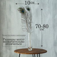 Перо павлина для декора 1 шт., размер — от 70 до 80 см Перо павлина для декора 1 шт., размер — от 70 до 80 см