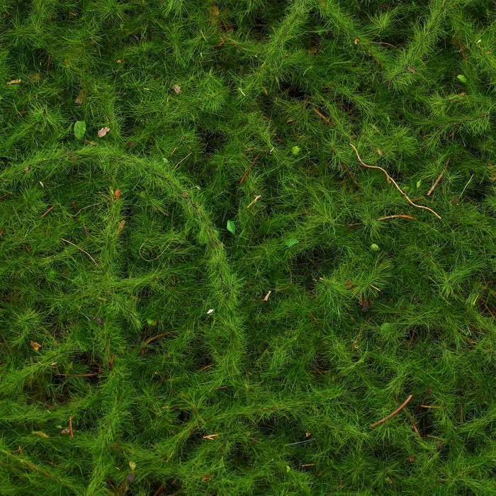 Декоративная панель, 90 × 40 см, «Мох», Greengo Декоративная панель, 90 × 40 см, «Мох», Greengo