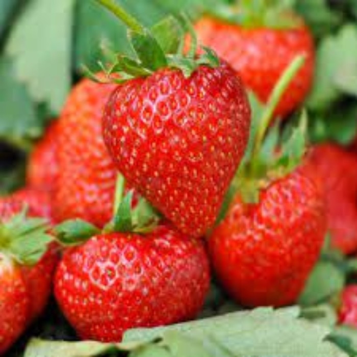 Рассада Земляники круноплодной (клубники) ФРИГО Румба А+ (15 мм +) , P9 Горшок