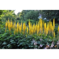 Бузульник Пржевальского, С3 горшок, Н10-50 высота, 1 шт, Осень 2024 Бузульник Пржевальского, С3 горшок, Н10-50 высота, 1 шт, Осень 2024