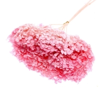 Сухоцвет «Гортензия крупнолистовая», тёмно розовый, 1 веточка 50 - 70 см в упаковке Сухоцвет «Гортензия крупнолистовая», тёмно розовый, 1 веточка 50 - 70 см в упаковке