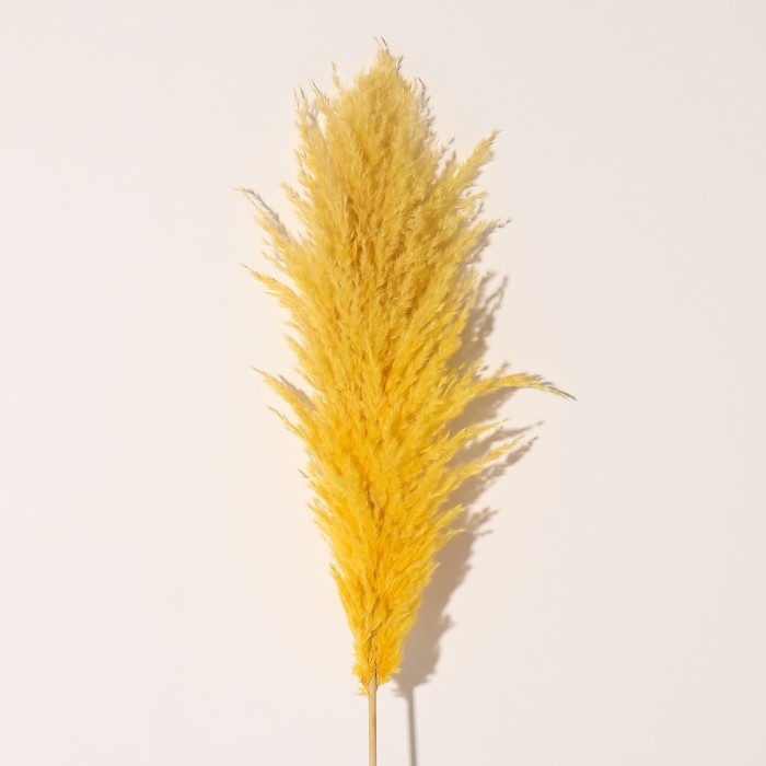 Сухоцвет "Кортадерия", 1 ветка, длина 140-150 см, желтый