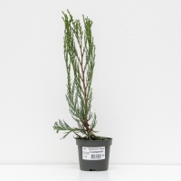 Можжевельник скальный "Скайрокет", Р9, 1шт, h 3-20 см, Осень 2024