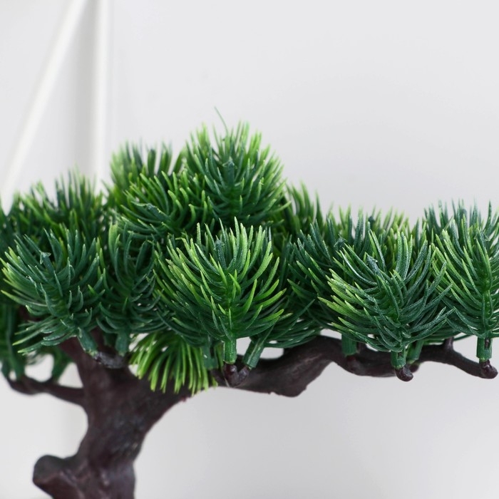 Бонсай в горшке "Сосна галант" 12х16 см МИКС