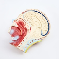 Макет "Торс человека" 65 см Макет "Торс человека" 65 см