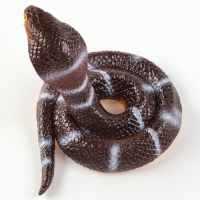 Новый год! Резиновая игрушка «Королевская кобра» Новый год! Резиновая игрушка «Королевская кобра»