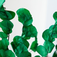 Сухоцвет персикого дерева, 50 г, длина &mdash; 70 см, цвет светло-зелёный