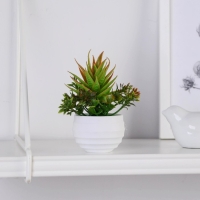 Бонсай в горшке "Цветок рео" 5,5х11 см, микс Бонсай в горшке "Цветок рео" 5,5х11 см, микс