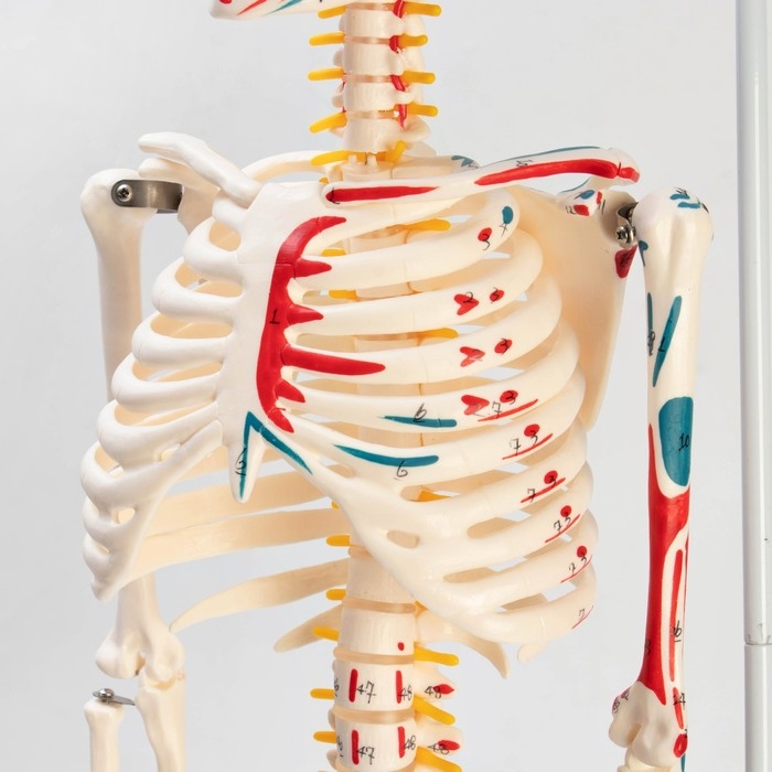 Макет Макет "Скелет взрослого человека" в полный рост, для изучения анатомии, 85 см