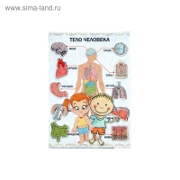 Дидактический набор с игровым полем &laquo;Тело человека&raquo;, 27 деталей
