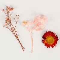 Набор сухоцветов &laquo;Розовое облако&raquo;