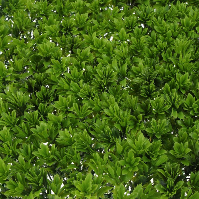 Декоративная панель, 60 &times; 40 см, &laquo;Высокий мох&raquo;, Greengo