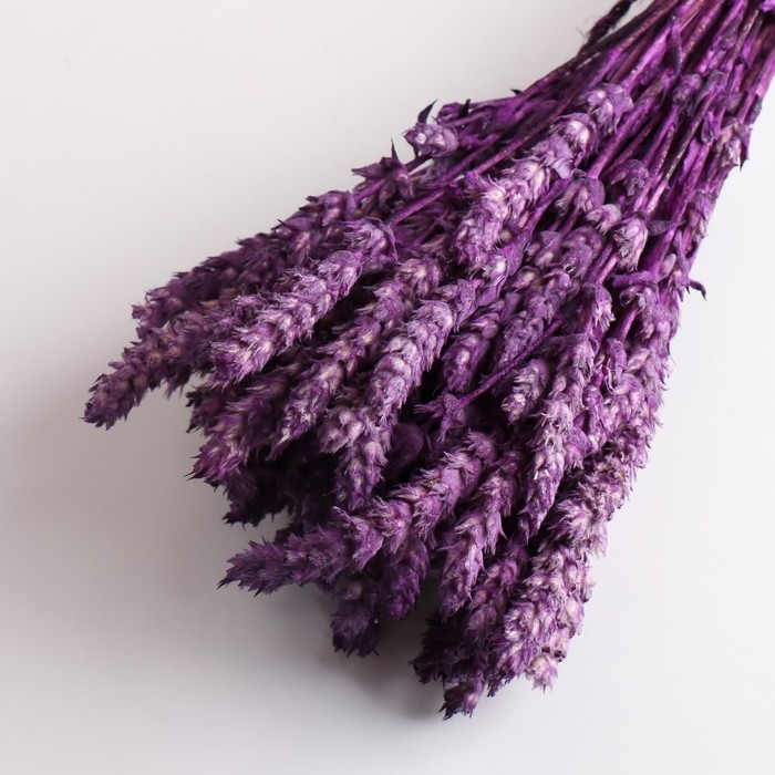 Набор сухоцветов "Железница", банч длина 35 (+/- 6 см), сливовый