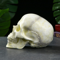 Копилка "Череп" кость белая, 16х13х22см Копилка "Череп" кость белая, 16х13х22см