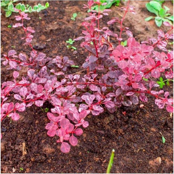 Барбарис Тунберга Пинк Этракшн, горшок С2, 1 шт, Лето 2024 Барбарис Тунберга Пинк Этракшн, горшок С2, 1 шт, Лето 2024