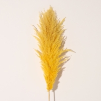 Сухоцвет "Кортадерия", 1 ветка, длина 140-150 см, желтый