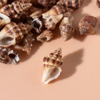 Ракушки природные декоративные "Зебра" набор 100 гр