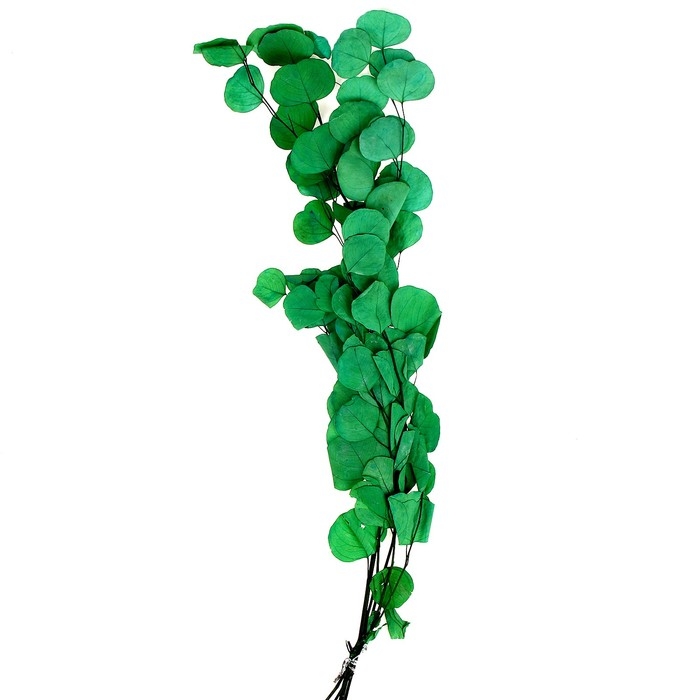 Сухоцвет персикого дерева, 50 г, длина &mdash; 70 см, цвет светло-зелёный