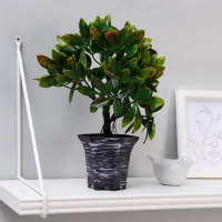 Бонсай в горшке &laquo;Фикус пятнистый&raquo; 9х27 см