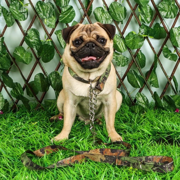 Комплект Комплект "Маскировка", поводок 130 х 2,5 см, ошейник-удавка 40-54 х 2,5 см, коричневый