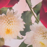 Комплект штор Леди стайл 147х267, 2шт, габардин, 145г/м2, п/э 100% Комплект штор Леди стайл 147х267, 2шт, габардин, 145г/м2, п/э 100%