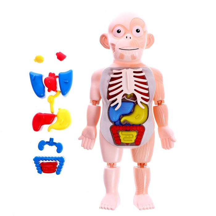 Набор для опытов «Научный набор 2В1», модель тела человека и лабораторная посуда Набор для опытов «Научный набор 2В1», модель тела человека и лабораторная посуда