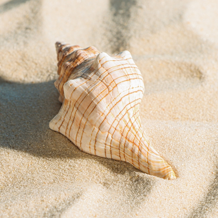 Ракушка декоративная, 8-11 см Ракушка декоративная, 8-11 см