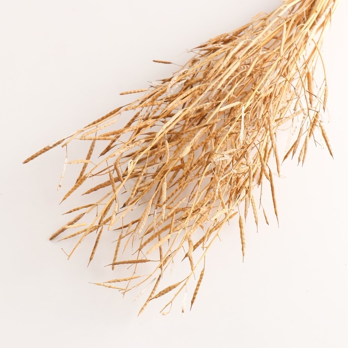 Набор сухоцветов "Горчица" банч длина 60 (+/- 6 см), натуральный