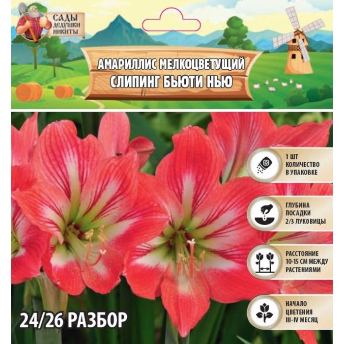 Амариллис Мелкоцветущий Амариллис Мелкоцветущий "Sleeping Beauty new", р-р 24/26, 1 шт,