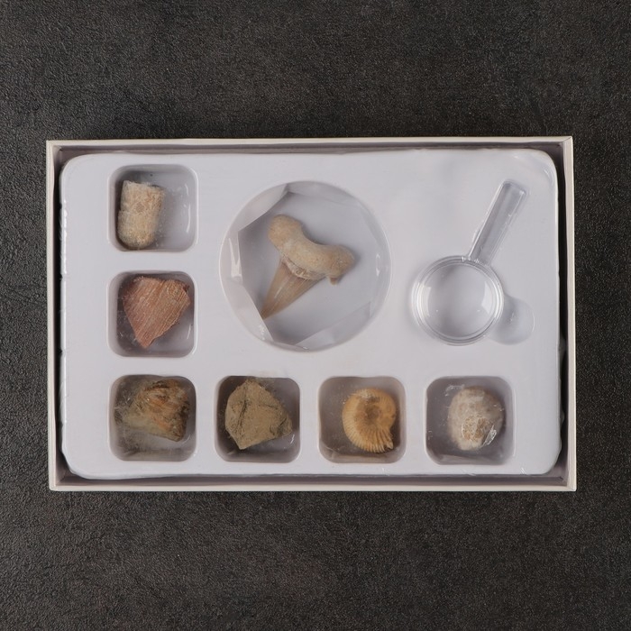 Набор Набор "Аммониты"