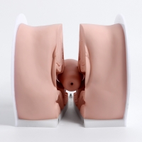 Макет "Вагина" разборный 19*13*17см Макет "Вагина" разборный 19*13*17см