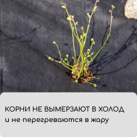 Материал мульчирующий, с перфорацией, 10 &times; 1,6 м, плотность 80 г/м&sup2;, спанбонд с УФ-стабилизатором, чёрный, Greengo, Эконом 30%