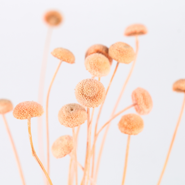 Сухоцвет &laquo;Батао&raquo; набор 20 шт., цвет МИКС