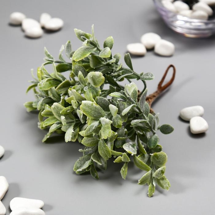 Искусственный суккулент для создания флорариума "Крассула" набор 6 шт 15 см