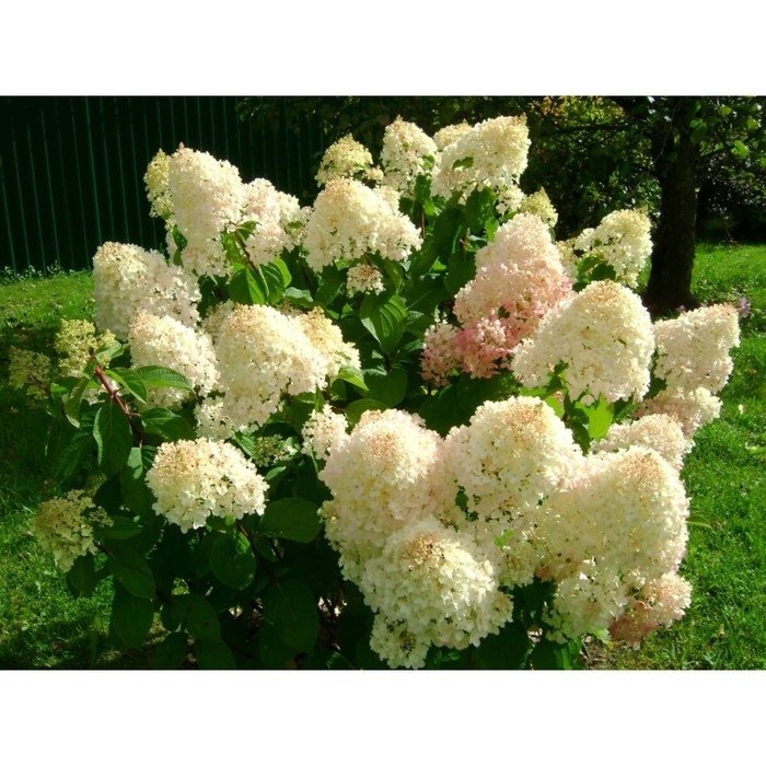 Гортензия метельчатая Сильвер Доллар, С3 горшок, Н10-50 высота, 1 шт, Осень 2024 Гортензия метельчатая Сильвер Доллар, С3 горшок, Н10-50 высота, 1 шт, Осень 2024