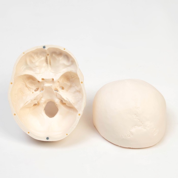 Макет Макет "Череп человека" 20*15*18см