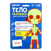 Набор для опытов &laquo;Тело человека&raquo;, светится в темноте