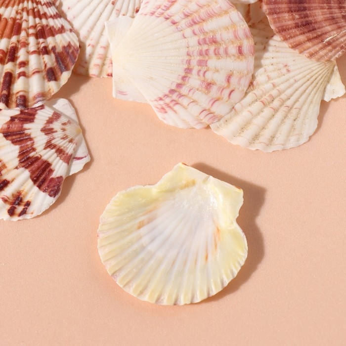 Ракушки природные декоративные Ракушки природные декоративные "Гребешок" набор 100 гр