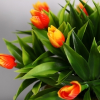 Бонсай в горшке "Тюльпаны" 14х16 см, микс