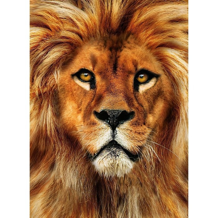 Алмазная мозаика с полным заполнением на холсте &laquo;Лев&raquo;, 15 х 21 см