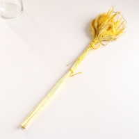 Набор сухоцветов "Сетария", банч 7 шт, длина 55-65 (+/- 6 см), желтый