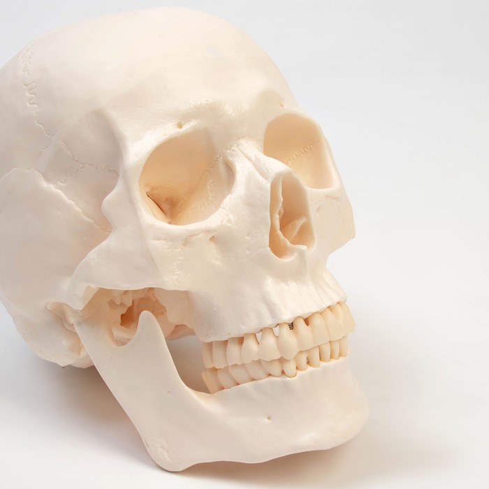 Макет Макет "Череп человека" 20*15*18см