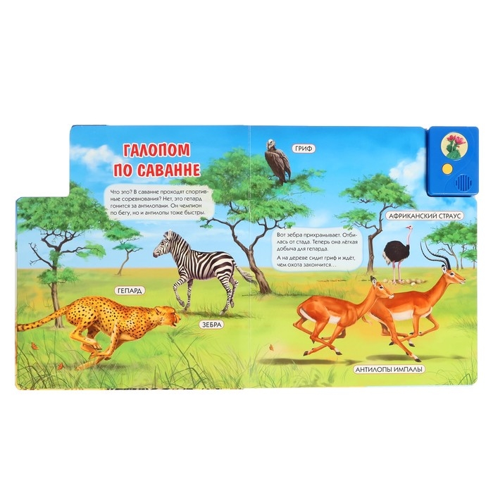 Книга музыкальная «Чей дом саванна и пустыня?», 3+ Книга музыкальная «Чей дом саванна и пустыня?», 3+