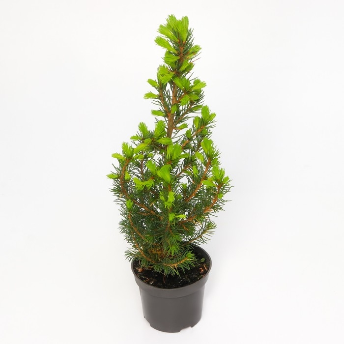 Ель канадская "Коника Децембр", Р9, 1шт, h 3-20 см, Осень 2024