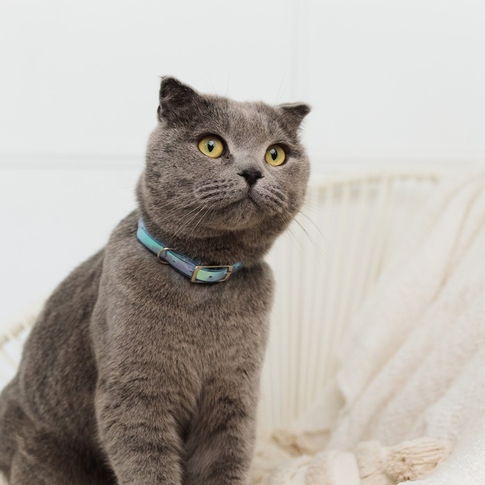 Ошейник для собак и кошек с фастексом «Неон», 30 х 1 см Ошейник для собак и кошек с фастексом «Неон», 30 х 1 см