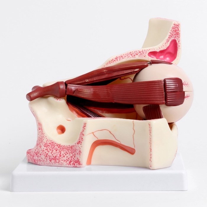 Макет Макет "Глаз человека в разрезе" 20*17*16см