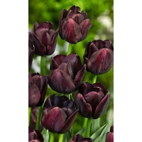 Тюльпан Триумф Пол Шерер, р-р 12+, 3 шт, Эконом, Осень 2024 Тюльпан Триумф Пол Шерер, р-р 12+, 3 шт, Эконом, Осень 2024